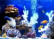 Готовые аквариумные решения